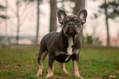 French Bulldog: Panduan Baka, Maklumat, Gambar, Penjagaan & Lagi