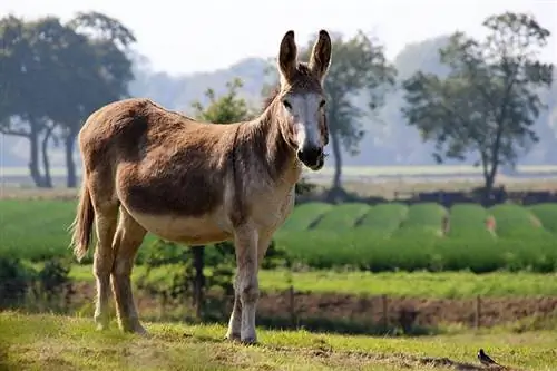 Standard Donkey: Εικόνες, Ιδιοσυγκρασία & Χαρακτηριστικά