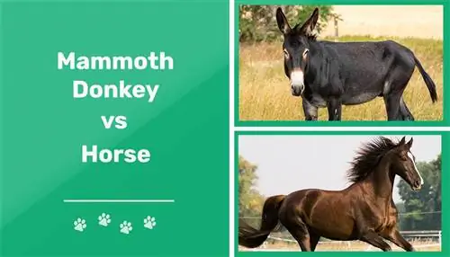 Mammoth Donkey vs. Horse: miten ne eroavat?