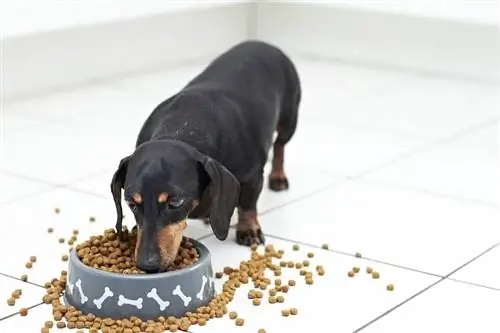 Hoe u het juiste hondenvoer kiest: voeding, etiketten & Meer