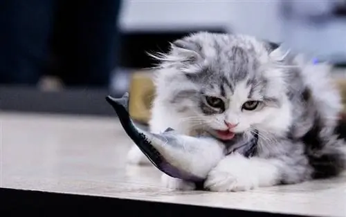 Почему кошки так любят рыбу? Интересный ответ