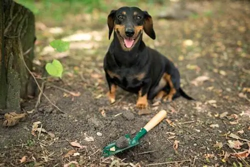 Cani da caccia al tartufo: come funziona? Fatti & Domande frequenti