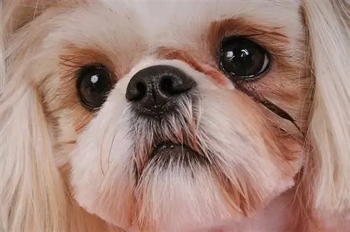 Gli Shih Tzu hanno problemi respiratori? Fatti approvati dal veterinario & Domande frequenti