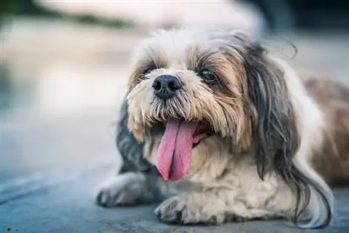 10 razones por las que tu Shih Tzu jadea tanto: Causas revisadas por veterinarios