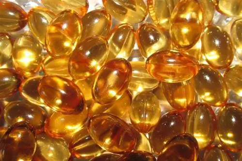 İtlərin E vitamininə ehtiyacı varmı? Faydaları və Riskləri Nələrdir?