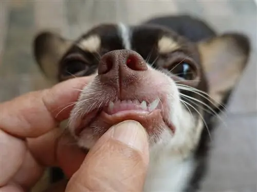 Cure dentali per cani: tutto ciò che devi sapere