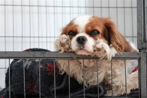 10 mejores jaulas para perros para casas rodantes en 2023: Reseñas & Mejores selecciones