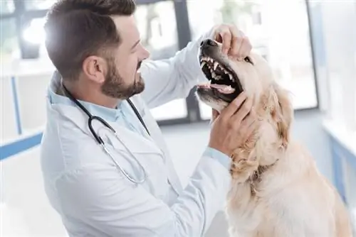 5 algemene tandheelkundige siektes by honde (Veearts se antwoord)