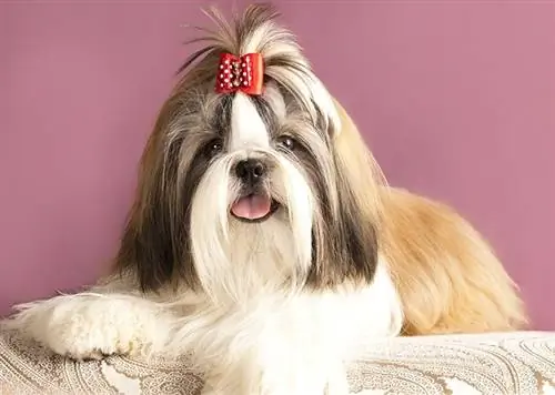 Un Shih Tzu est-il plus intelligent que les autres chiens ? La réponse surprenante