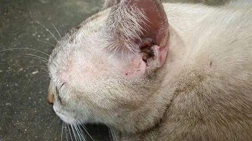 बिल्लियों की त्वचा में मैलासेज़िया डर्मेटाइटिस (पशुचिकित्सक द्वारा समीक्षित तथ्य & अक्सर पूछे जाने वाले प्रश्न)