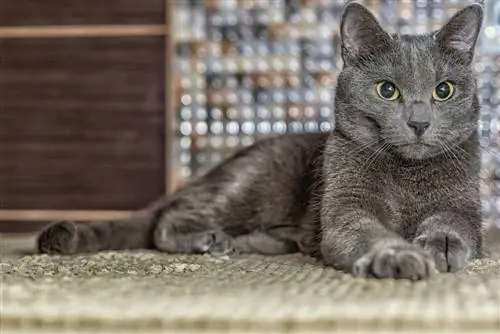 8 Fatti affascinanti sui gatti blu di Russia che dovresti sapere oggi
