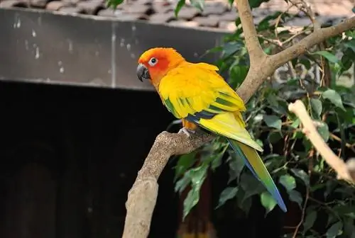 15 vrsta Conure papagaja koje treba držati kao kućne ljubimce (sa slikama)