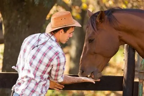 5 types d'aliments et de concentrés pour chevaux : faits examinés par le vétérinaire
