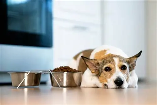 Meu cachorro não está comendo, mas está bebendo água: o que fazer (avaliado pelo veterinário)