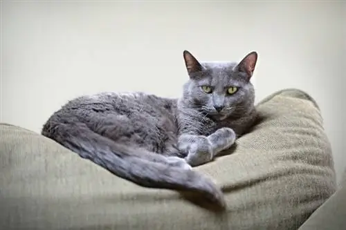 Korat mačka: slike, temperament & Osobine