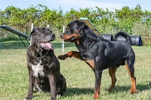 Zal een Cane Corso goed zijn met mijn andere honden? Socialisatie & Trainingstips