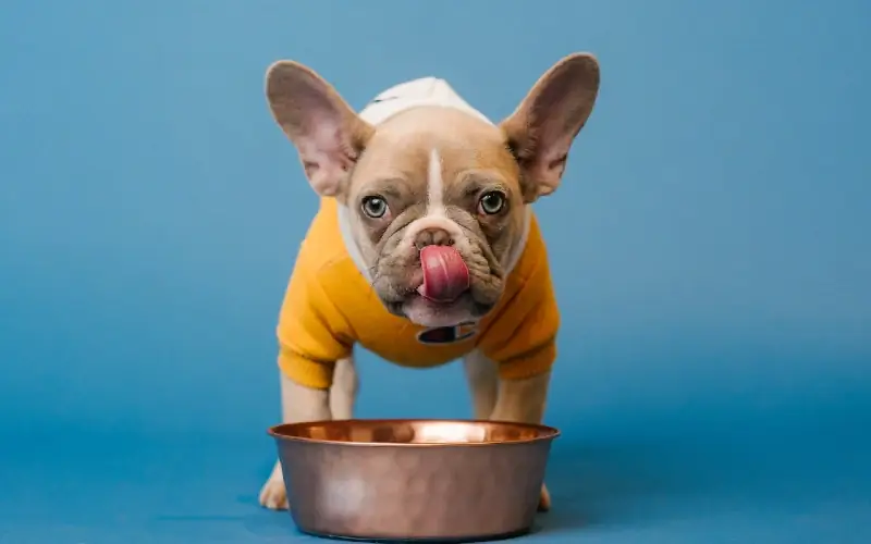 6 Lebensmittel mit hohem Thiamingeh alt für Hunde: Vom Tierarzt zugelassene Vitamin-B1-Quellen