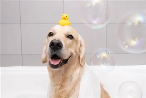 آیا حباب ها برای سگ ها بی خطر هستند؟ تمام آنچه نیاز است بدانید