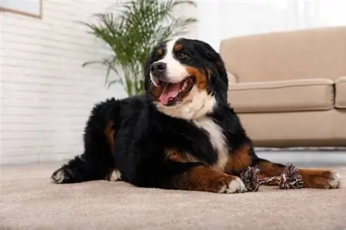 Bernese Dağ Köpekleri İyi Bekçi Köpekleri Olur mu? Gerçekler & SSS