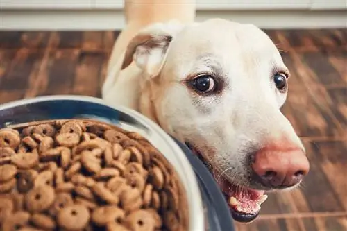7 ushqimet më të mira buxhetore për qentë në 2023 – Vlerësime & Zgjedhjet kryesore