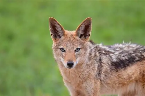 Wat is een jakhals? Feiten over door dierenartsen goedgekeurde soorten