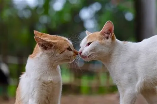 Vai kaķi var iemīlēties viens otrā? Lūk, ko saka zinātne