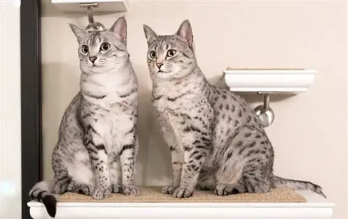 ¿Los hermanos gatos saben que no deben aparearse? Esto es lo que dice la ciencia