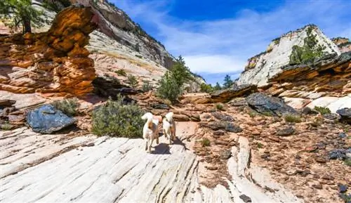 Ali so psi leta 2023 dovoljeni v narodnem parku Zion? Pravilnik o hišnih ljubljenčkih & Izjeme