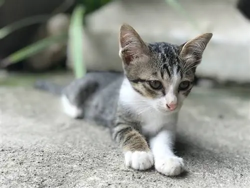 Котенокту кантип сактоо керек: Ветеринардык дарыгердин кеңеши