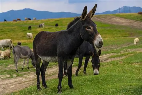 Eten ezels gras? Feiten & Veelgestelde vragen