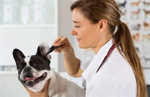 Öroninfektioner med fransk bulldogg: frekvens och tecken att leta efter
