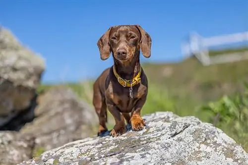 Dachshunds Kötü Kokar mı? Cins Gerçekleri & SSS