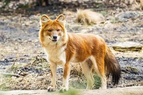 Dhole ni Nini? Mambo & Tabia