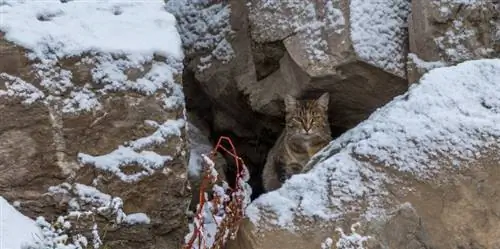 Paano Nabubuhay ang mga Naliligaw at Mabangis na Pusa sa Taglamig: Mga Katotohanan & FAQ