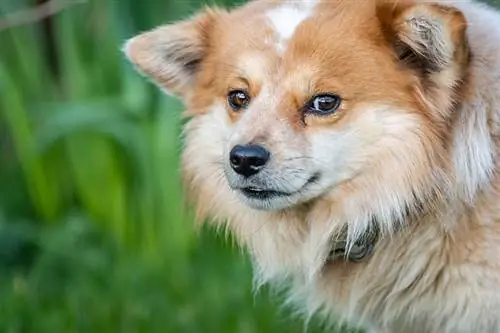 Hvorfor ryster min Pomeranian? 6 sandsynlige årsager