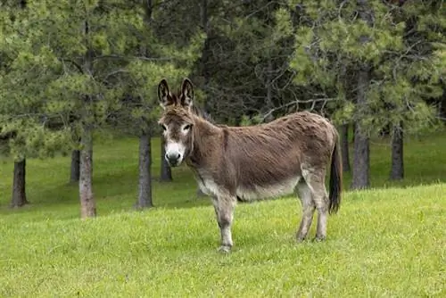 Burro Miniatura: Imagens, Temperamento & Traços