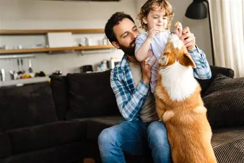 Zijn Corgi's goede gezinshonden? Wat je moet weten