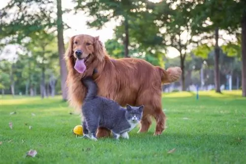 Un chat peut-il être allergique aux chiens ? (Réponse du vétérinaire)