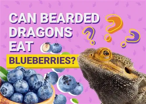 A mund të hanë boronicat dragonjtë me mjekër? Çfarë duhet të dini