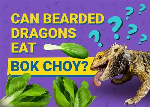 Pot dragonii cu barbă să mănânce Bok Choy? Ce trebuie sa stii