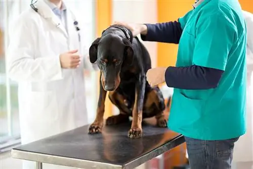 National Canine Lymphoma Awareness Day 2023: wanneer & Hoe het wordt gevierd