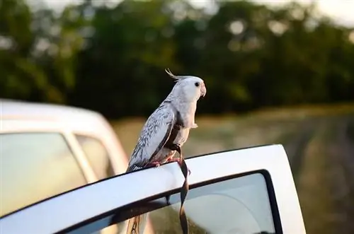 نحوه سفر ایمن با پرنده خانگی در ماشین: راهنمای بررسی شده توسط دامپزشک