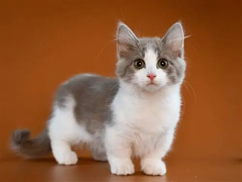 Peste 200 de nume de pisici Munchkin: Mascul dulce, distractiv, adorabil & Idei pentru femei