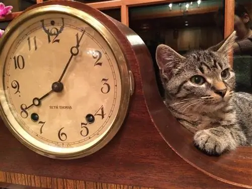 Ali imajo mačke predstavo o času? Presenetljiv odgovor