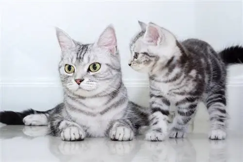 8 fascinujúcich faktov o amerických krátkosrstých mačkách (s obrázkami)