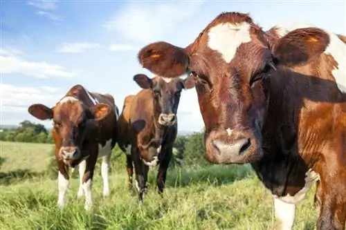 Koliko krav molznic je v Avstraliji? Statistika leta 2023