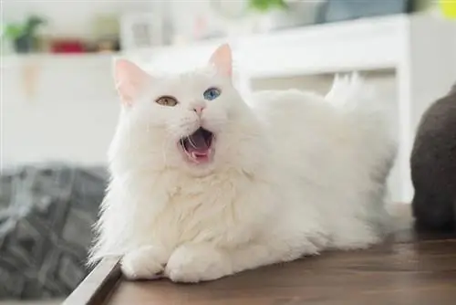 Mida teha, kui teie kass kardab valju müra (veterinaararsti vastus)