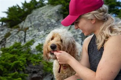 10 Camilan Terbaik untuk Anak Anjing Goldendoodle di tahun 2023 – Ulasan & Pilihan Teratas
