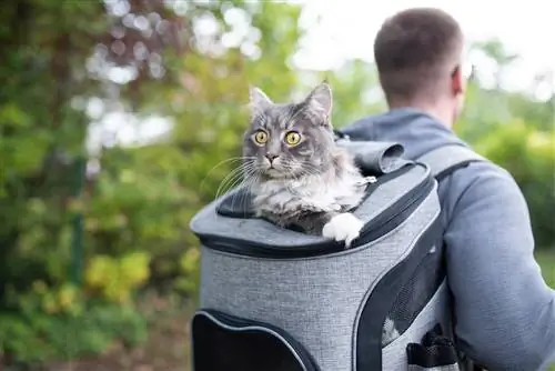 Les sacs à dos pour chats sont-ils cruels ? Notre vétérinaire vous explique
