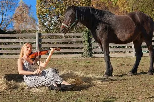 ¿A los caballos les gusta la música? Melodías amigables con los equinos
